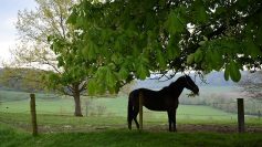 Am Tachenhäuser Hof